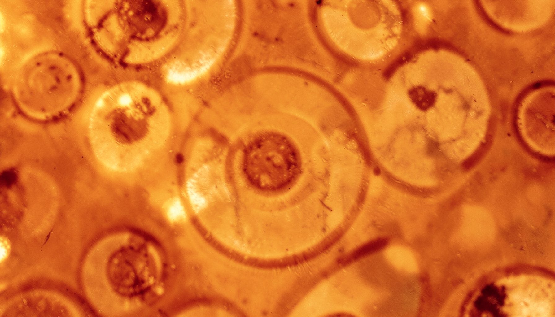 Warm abstract texture with circular motifs